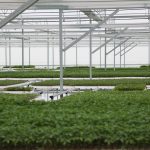 Agro Koni (3)