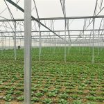 Agro-Korani (3)