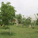 Altin Rika (5)