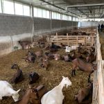 American farm - Bonum ltd (3)