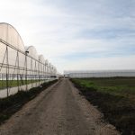 Danish Green Garden (31)