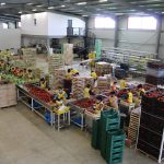 Elian Export (34)