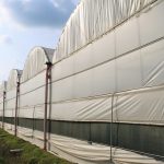 SHBB Grames (2)