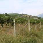 IMG_0475
